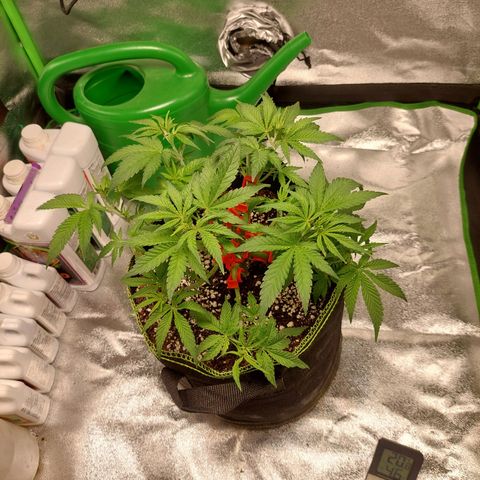 Royal Cookies growlog photo: Haircut no. 2
