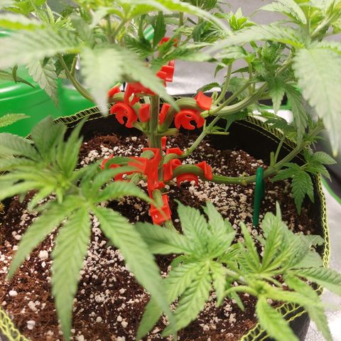 Royal Cookies growlog photo: Haircut no. 2