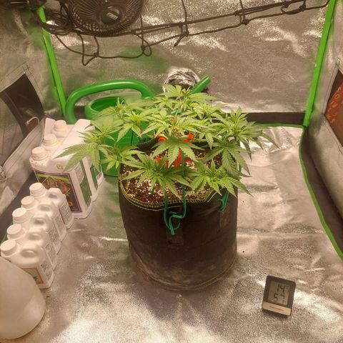 Royal Cookies growlog timeline photo