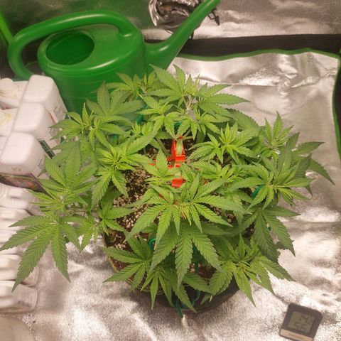 Royal Cookies growlog timeline photo