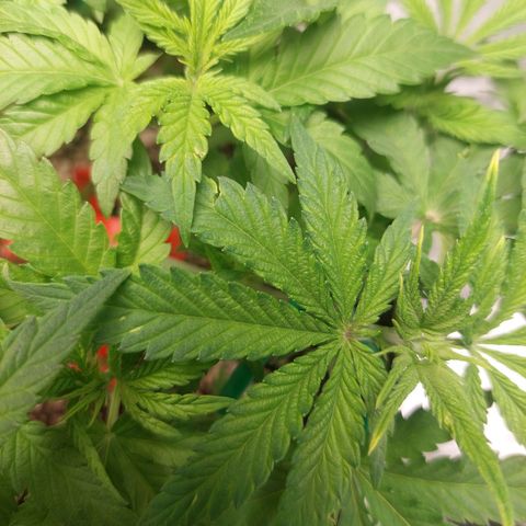 Royal Cookies growlog timeline photo