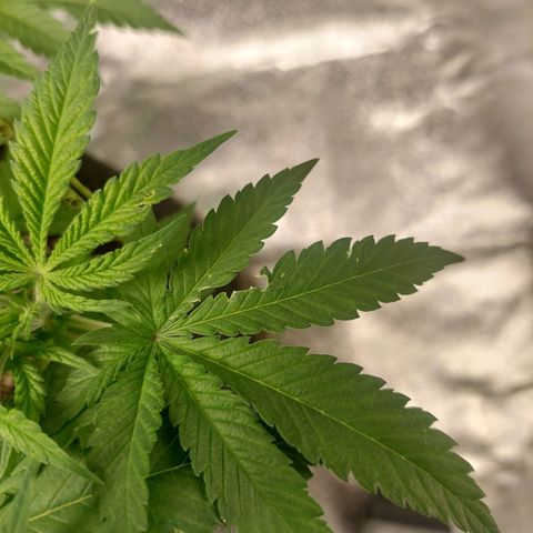 Royal Cookies growlog timeline photo