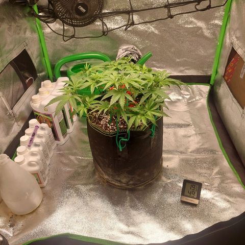 Royal Cookies growlog timeline photo