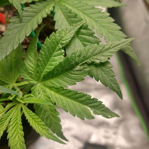 Royal Cookies growlog timeline photo