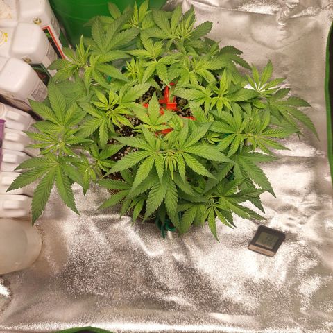 Royal Cookies growlog timeline photo
