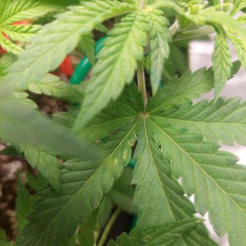 Royal Cookies growlog timeline photo