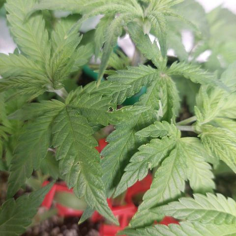 Royal Cookies growlog timeline photo