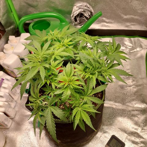Royal Cookies growlog timeline photo