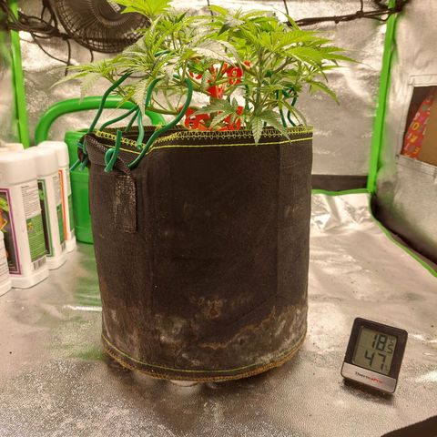 Royal Cookies growlog timeline photo