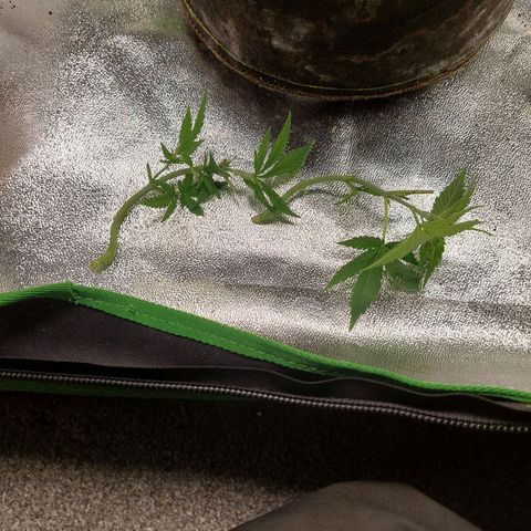 Royal Cookies growlog timeline photo