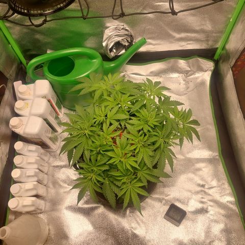 Royal Cookies growlog timeline photo