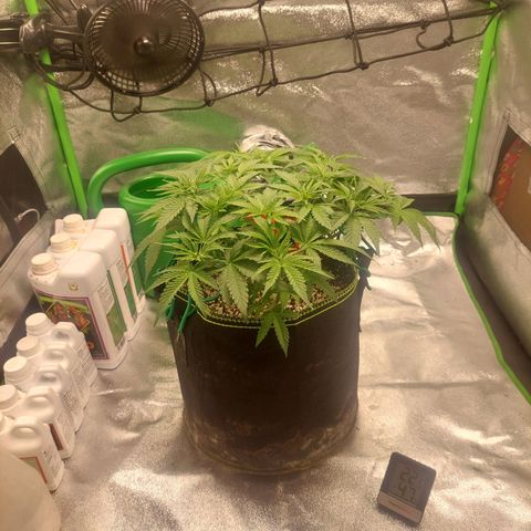 Royal Cookies growlog timeline photo
