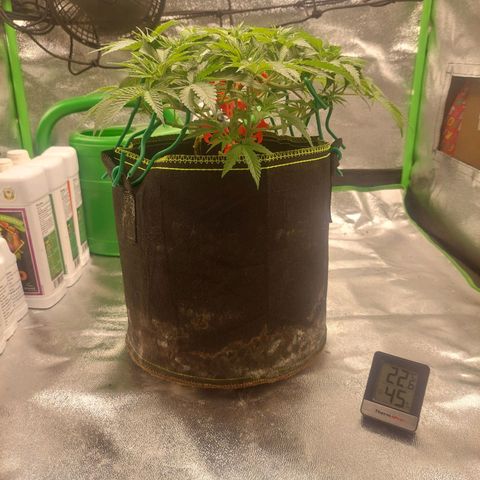 Royal Cookies growlog timeline photo