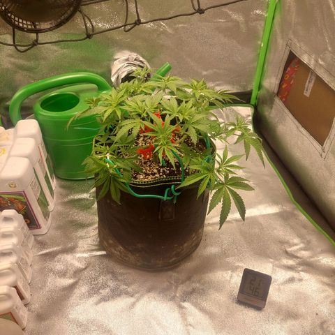 Royal Cookies growlog timeline photo
