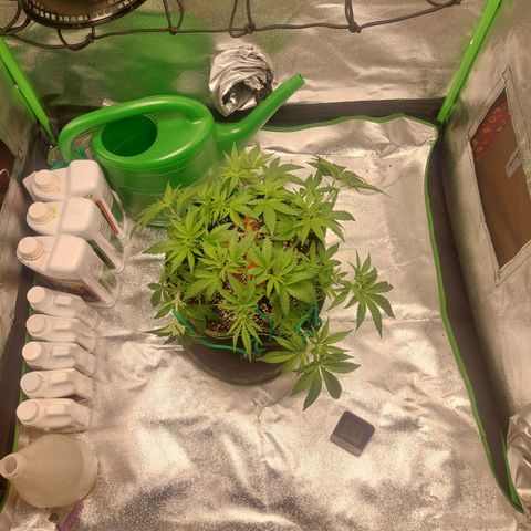Royal Cookies growlog timeline photo