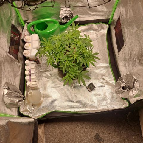 Royal Cookies growlog timeline photo