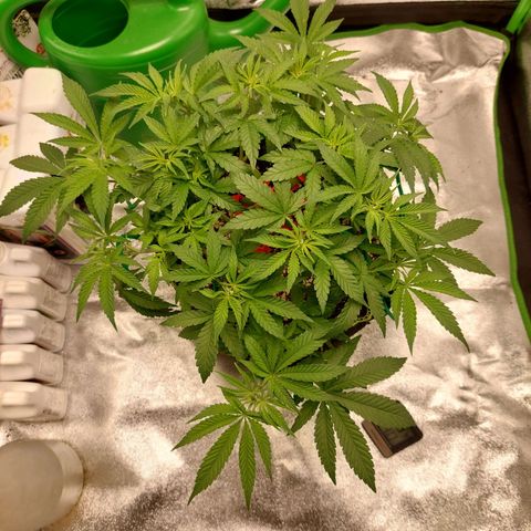 Royal Cookies growlog timeline photo