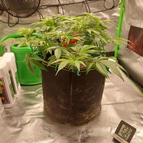 Royal Cookies growlog timeline photo