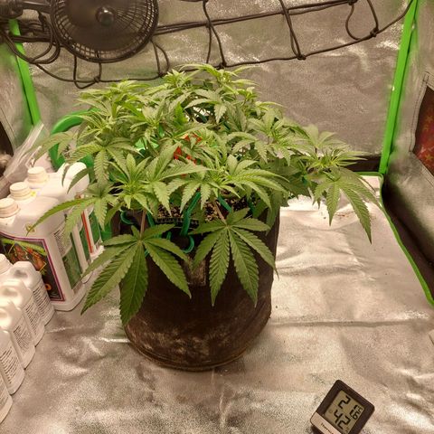 Royal Cookies growlog timeline photo