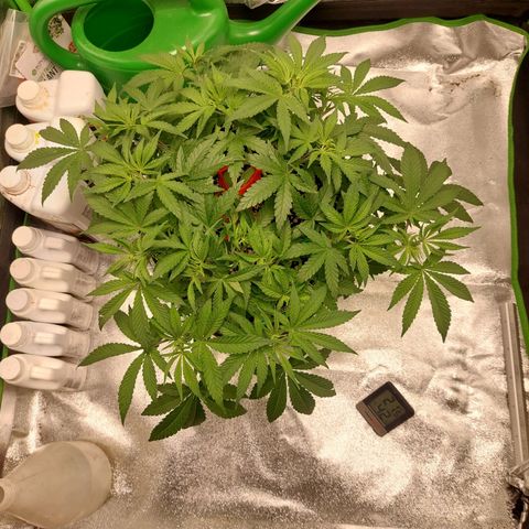 Royal Cookies growlog timeline photo