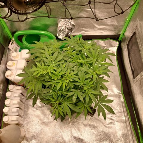 Royal Cookies growlog timeline photo