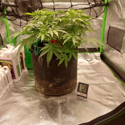Royal Cookies growlog timeline photo