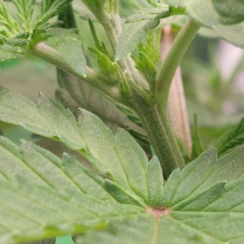Royal Cookies growlog timeline photo