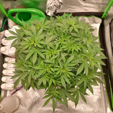 Royal Cookies growlog timeline photo