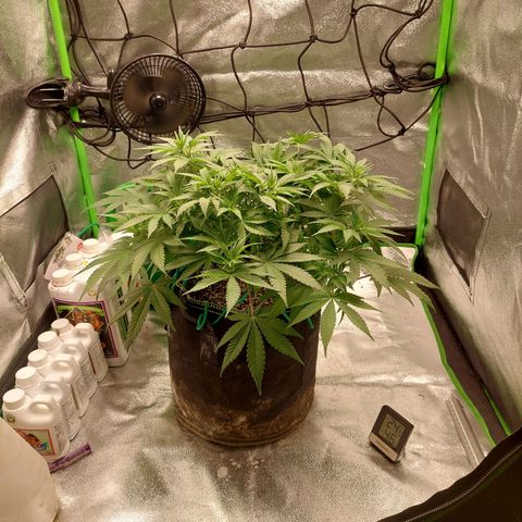 Royal Cookies growlog timeline photo