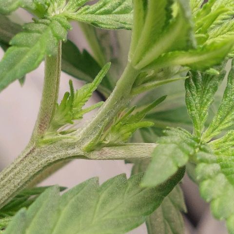 Royal Cookies growlog timeline photo