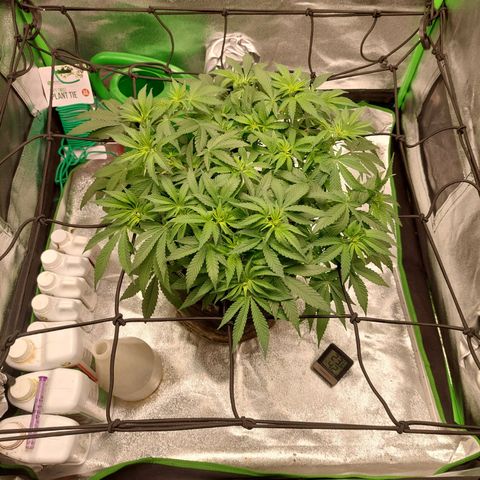 Royal Cookies growlog timeline photo