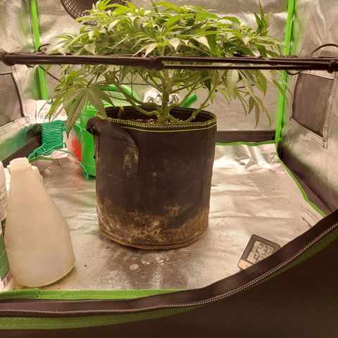 Royal Cookies growlog timeline photo
