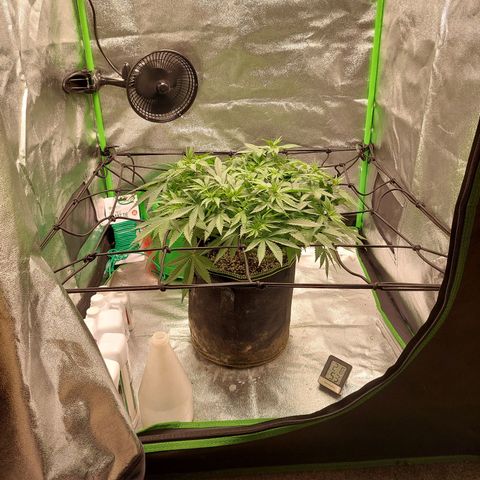 Royal Cookies growlog timeline photo
