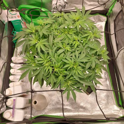 Royal Cookies growlog timeline photo