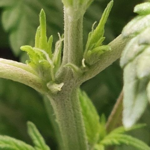 Royal Cookies growlog timeline photo