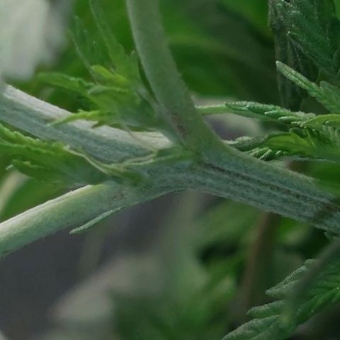 Royal Cookies growlog timeline photo