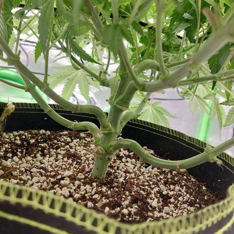 Royal Cookies growlog timeline photo