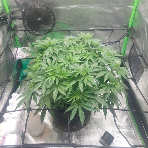 Royal Cookies growlog timeline photo