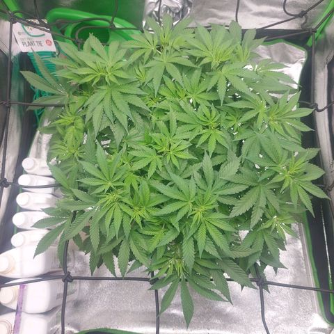 Royal Cookies growlog timeline photo