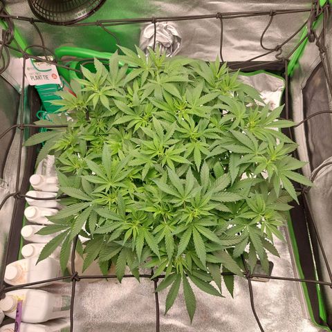 Royal Cookies growlog timeline photo