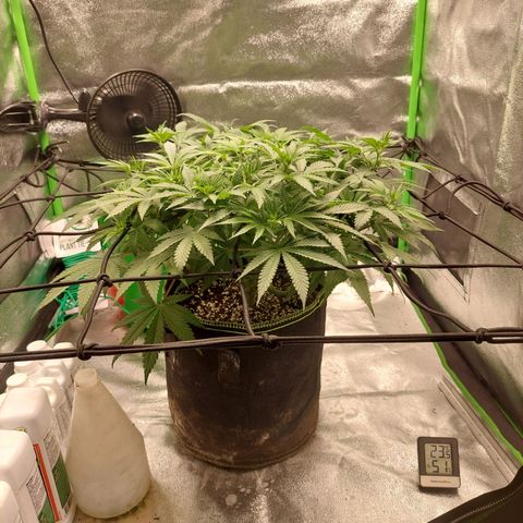 Royal Cookies growlog timeline photo