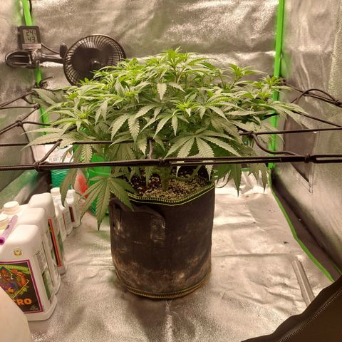 Royal Cookies growlog timeline photo