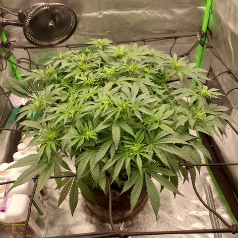 Royal Cookies growlog timeline photo