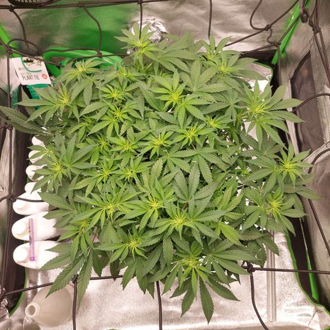 Royal Cookies growlog timeline photo