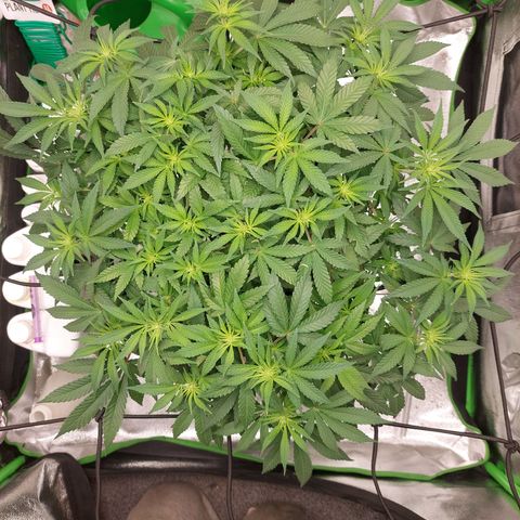 Royal Cookies growlog timeline photo