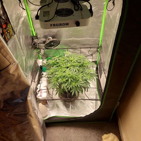 Royal Cookies growlog timeline photo
