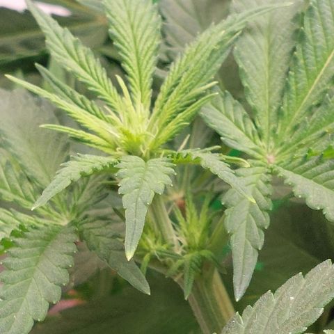 Royal Cookies growlog timeline photo