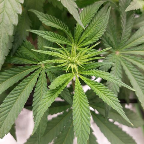 Royal Cookies growlog timeline photo