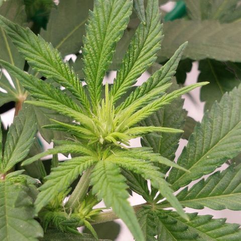 Royal Cookies growlog timeline photo