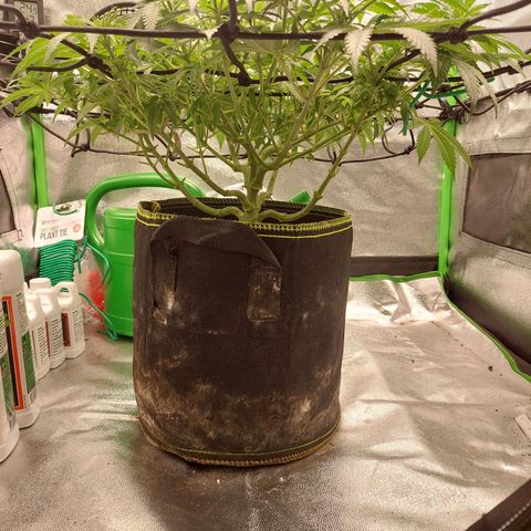 Royal Cookies growlog timeline photo